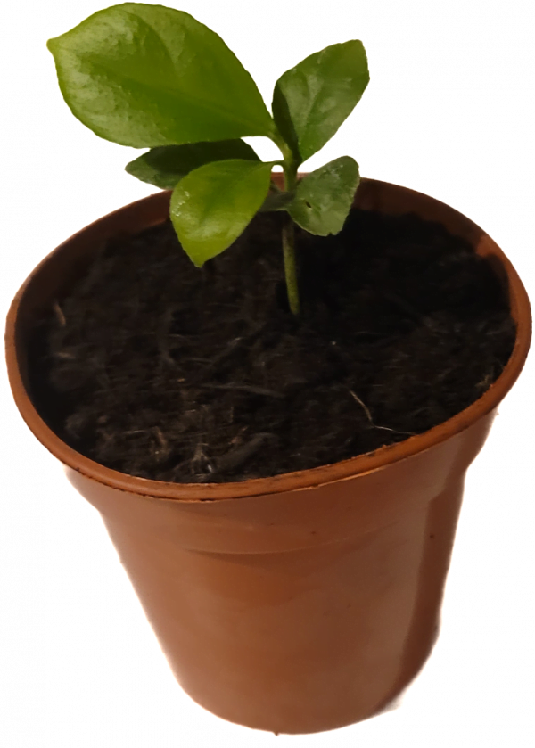 Lemon Seedling