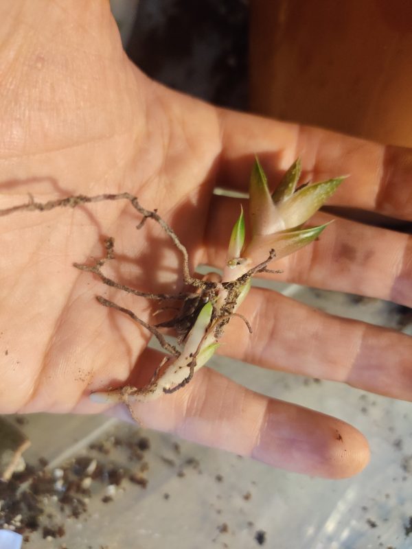 Gasteria Succulent Plant - Rooted Cuttings - Image 4