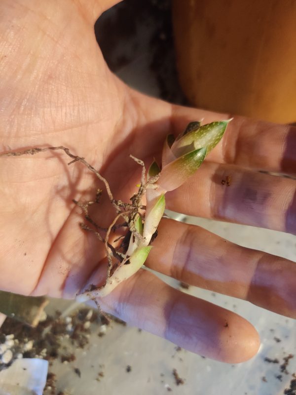 Gasteria Succulent Plant - Rooted Cuttings - Image 2