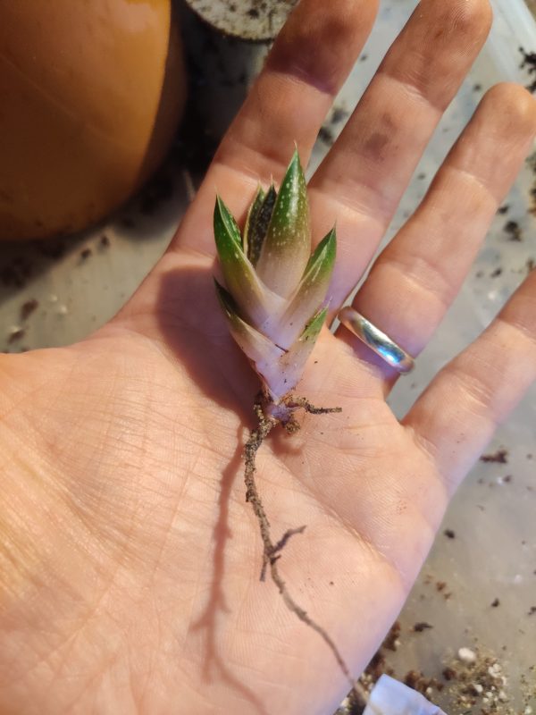 Gasteria Succulent Plant - Rooted Cuttings - Image 3