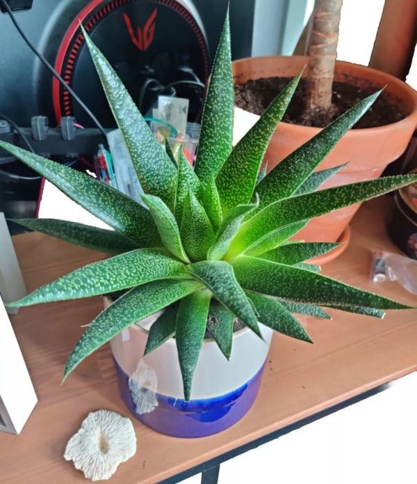 Gasteria Succulent Plant - Rooted Cuttings