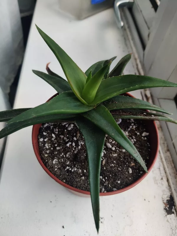 Aloe Ciliaris (Climbing Aloe) - Rooted Plant - Image 2