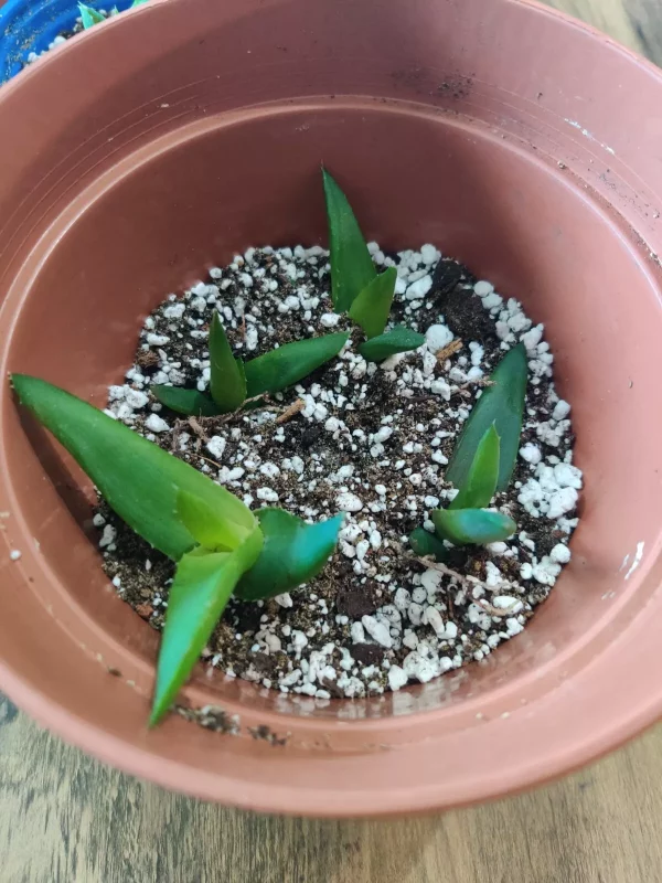 Aloe Ciliaris (Climbing Aloe) - Bare Rooted Plant - Image 3