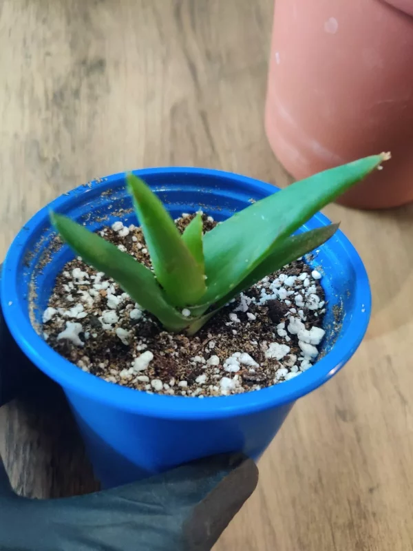 Aloe Ciliaris (Climbing Aloe) - Bare Rooted Plant - Image 5