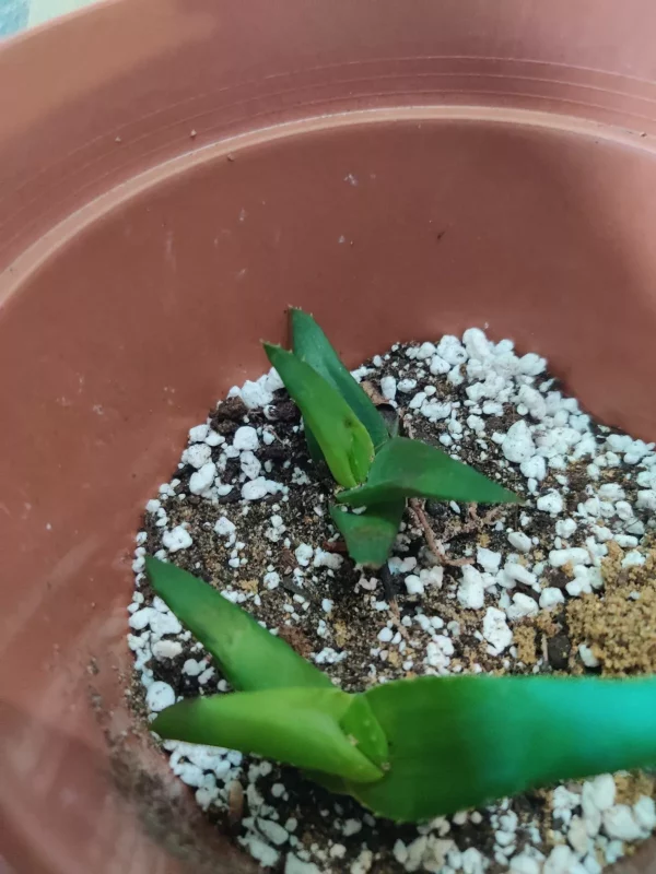 Aloe Ciliaris (Climbing Aloe) - Bare Rooted Plant - Image 6