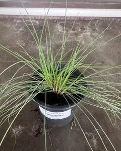 x3 Festuca Glauca 9cm